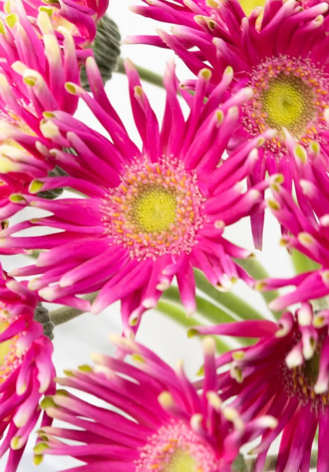 Gerbera ’Pastini Milazzo’ 50 Seeds