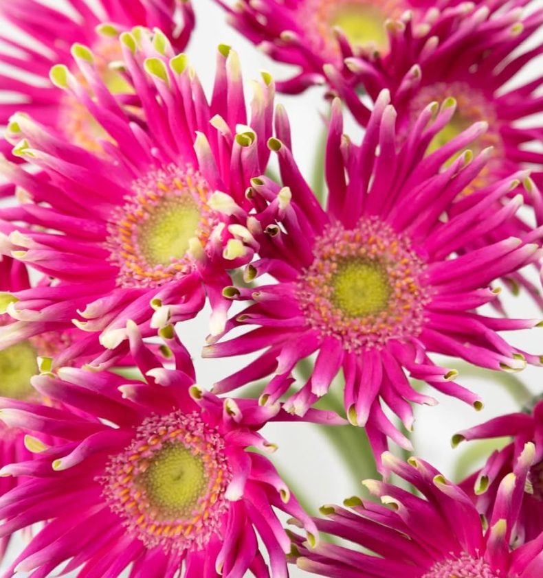 Gerbera ’Pastini Milazzo’ 50 Seeds