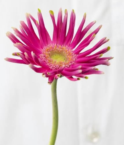 Gerbera ’Pastini Milazzo’ 50 Seeds