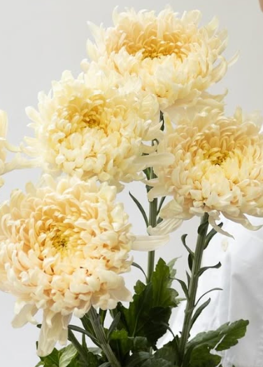 Chrysanthemum morifolium ’Silky girl’ 100 Seeds