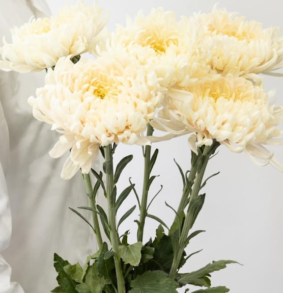 Chrysanthemum morifolium ’Silky girl’ 100 Seeds