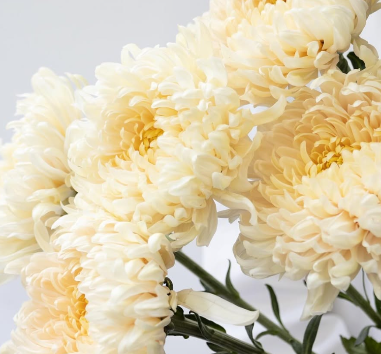 Chrysanthemum morifolium ’Silky girl’ 100 Seeds