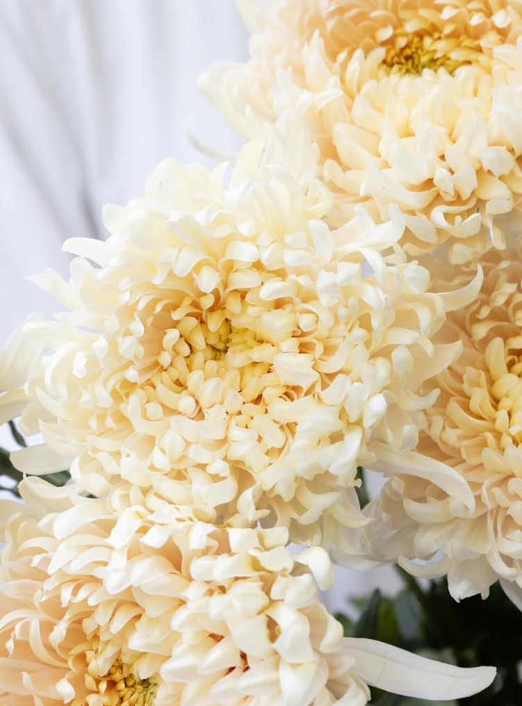 Chrysanthemum morifolium ’Silky girl’ 100 Seeds