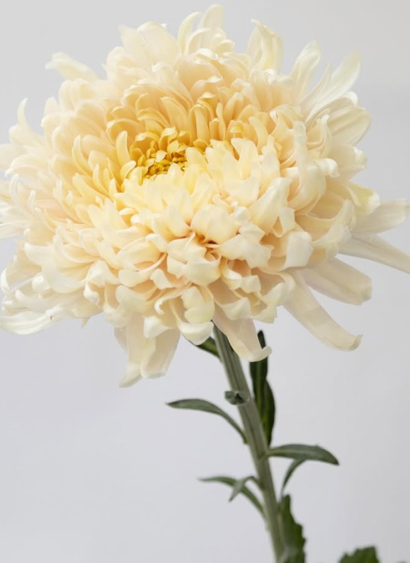 Chrysanthemum morifolium ’Silky girl’ 100 Seeds