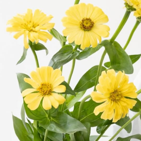 Zinnia elegans ’Isabelina’ 50 Seeds