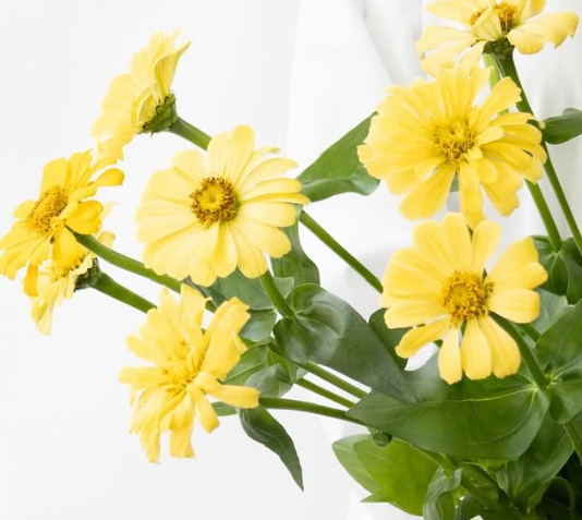 Zinnia elegans ’Isabelina’ 50 Seeds