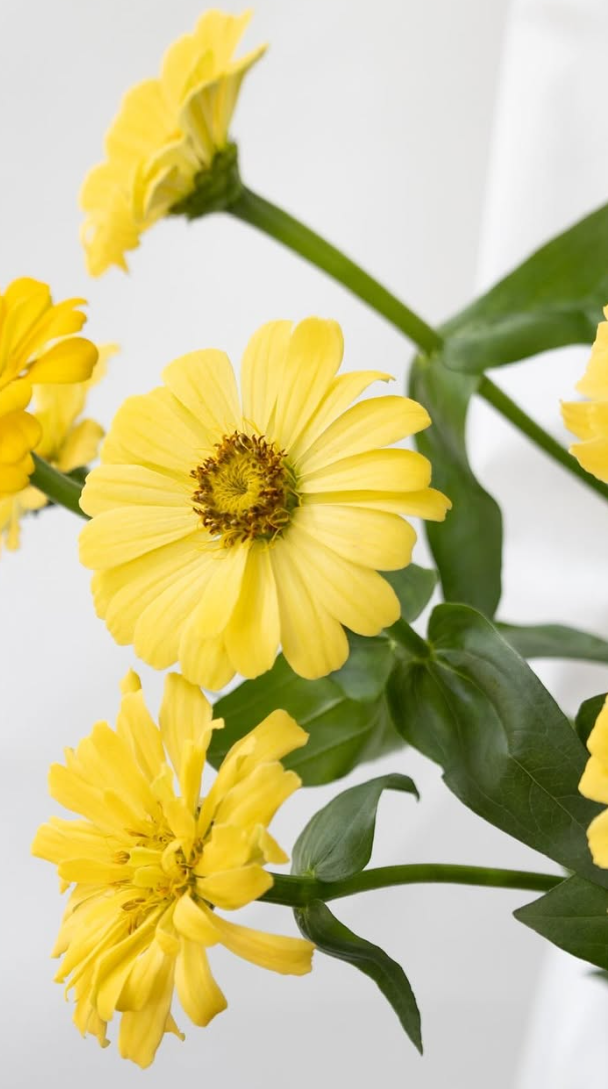 Zinnia elegans ’Isabelina’ 50 Seeds