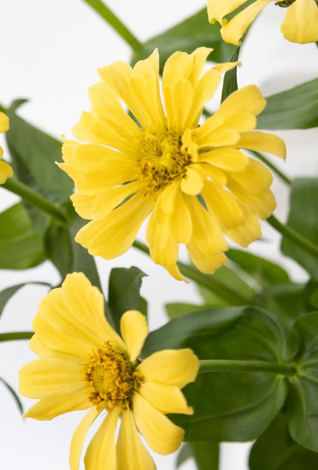 Zinnia elegans ’Isabelina’ 50 Seeds
