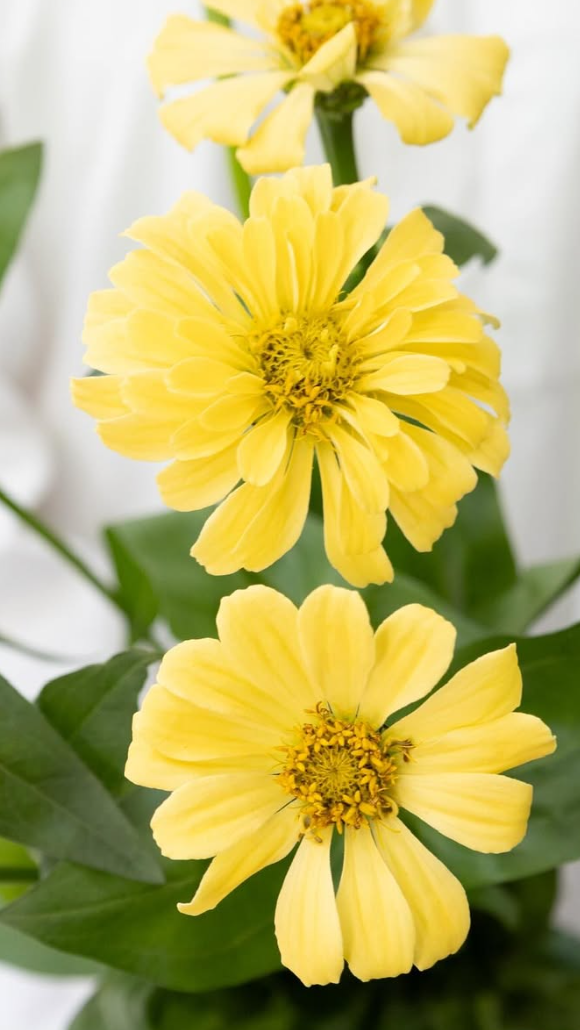Zinnia elegans ’Isabelina’ 50 Seeds