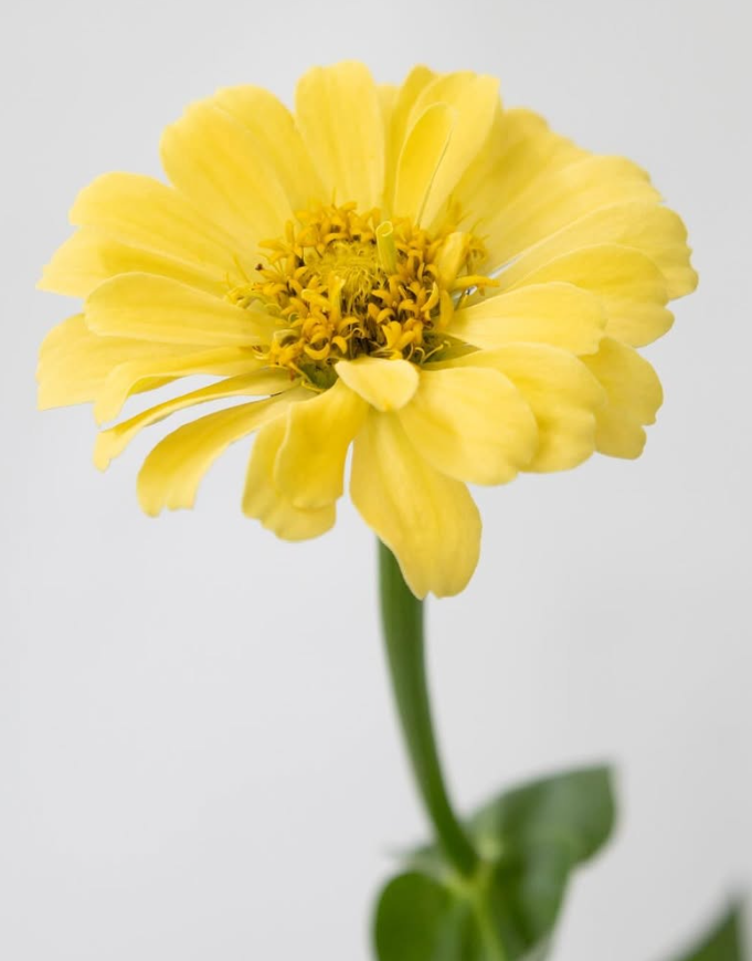 Zinnia elegans ’Isabelina’ 50 Seeds