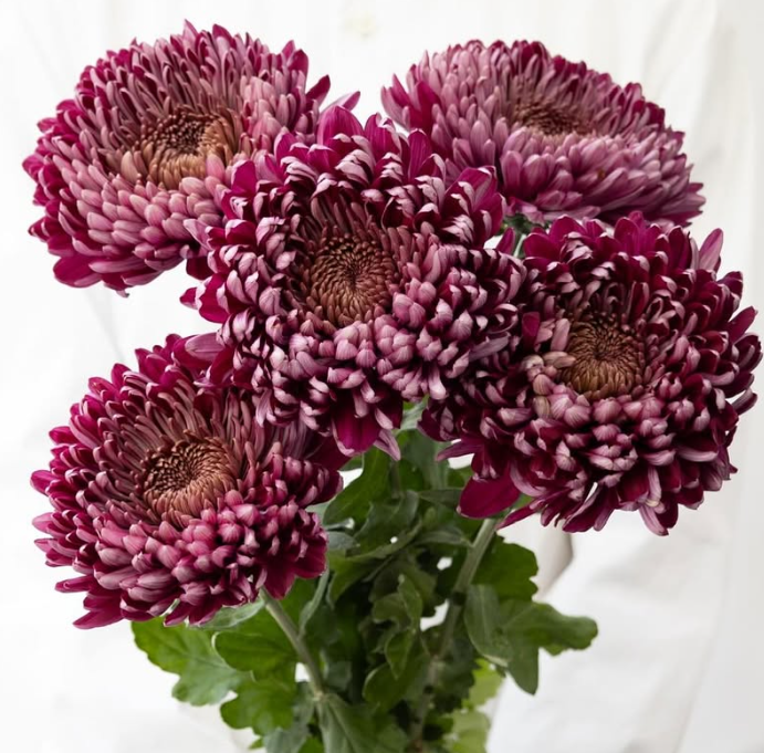 Chrysanthemum morifolium ’Pretty rio’ 100 Seeds