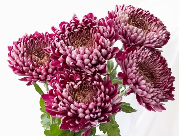 Chrysanthemum morifolium ’Pretty rio’ 100 Seeds