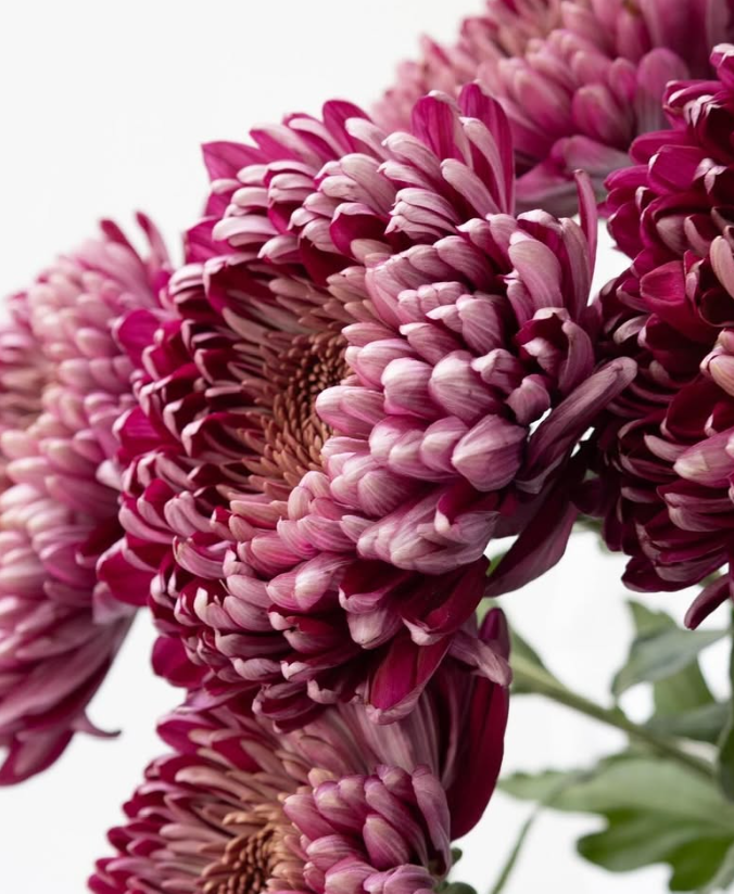 Chrysanthemum morifolium ’Pretty rio’ 100 Seeds