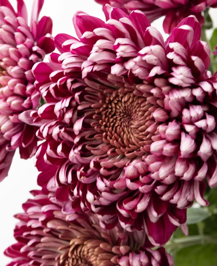 Chrysanthemum morifolium ’Pretty rio’ 100 Seeds