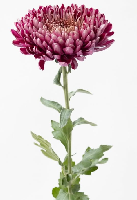 Chrysanthemum morifolium ’Pretty rio’ 100 Seeds