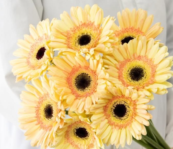 Gerbera ’Cartizze’ 50 Seeds