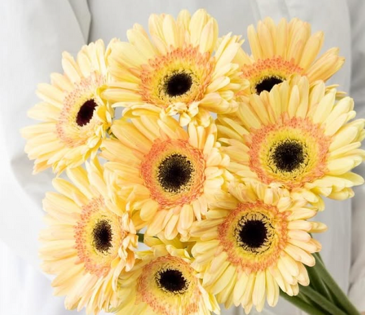 Gerbera ’Cartizze’ 50 Seeds