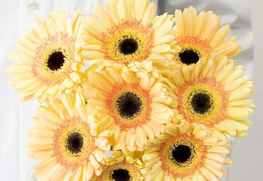 Gerbera ’Cartizze’ 50 Seeds