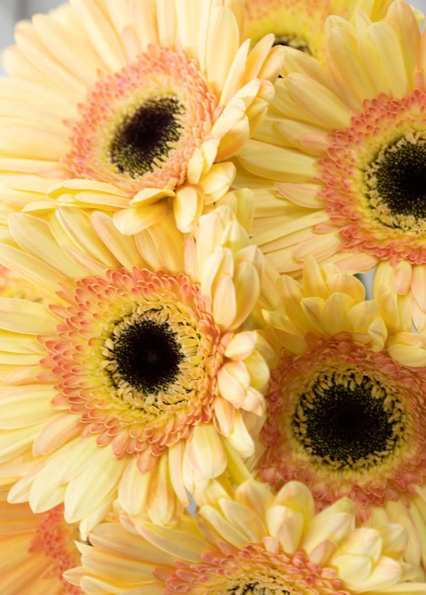 Gerbera ’Cartizze’ 50 Seeds