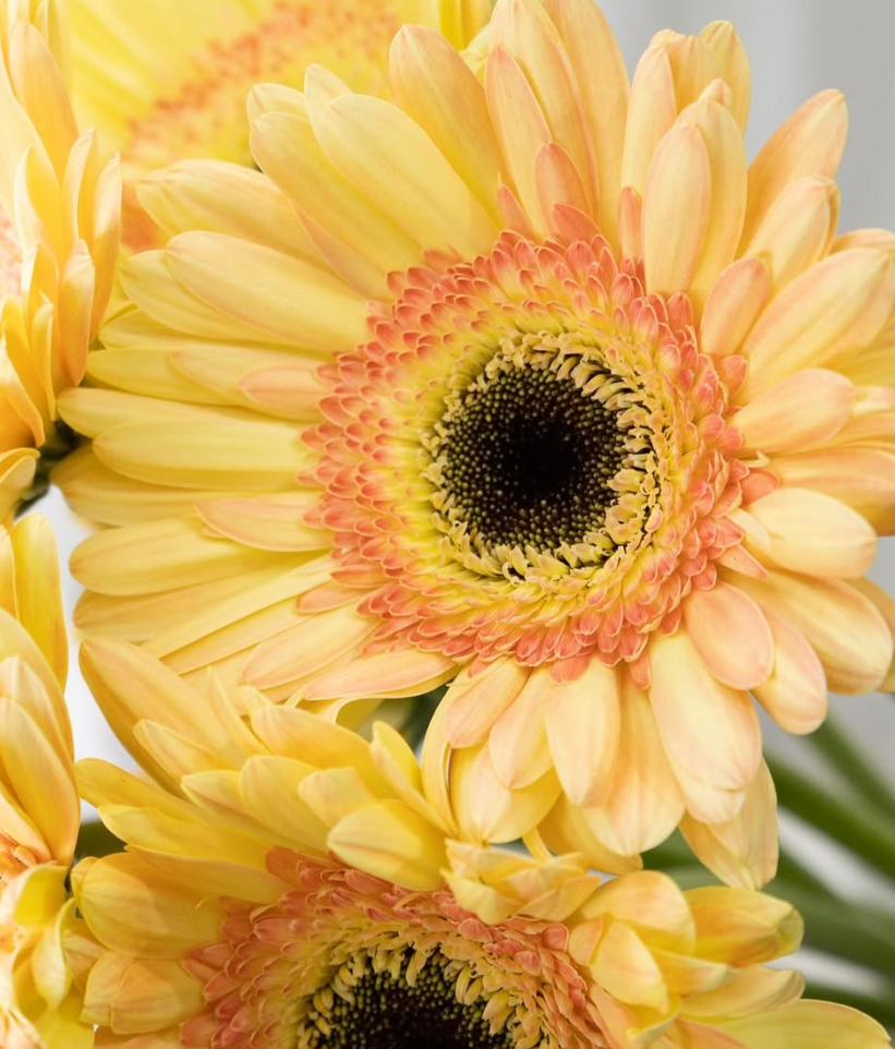 Gerbera ’Cartizze’ 50 Seeds