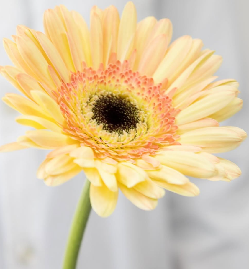 Gerbera ’Cartizze’ 50 Seeds