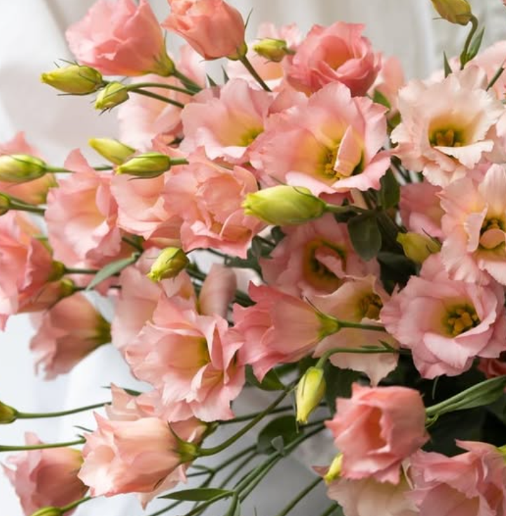 Lisianthus ( Eustoma ) grandiflorum ’Masherina Orange star’ 6 Seeds