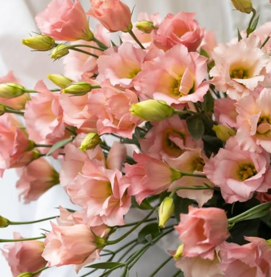 Lisianthus ( Eustoma ) grandiflorum ’Masherina Orange star’ 6 Seeds