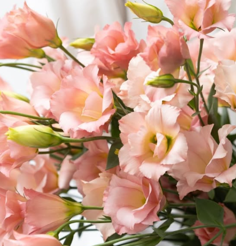 Lisianthus ( Eustoma ) grandiflorum ’Masherina Orange star’ 6 Seeds