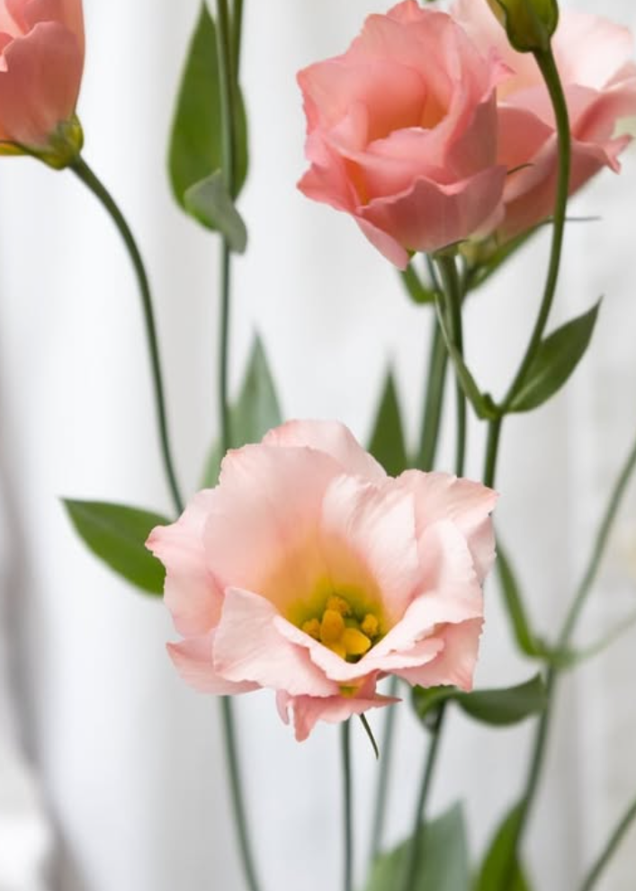 Lisianthus ( Eustoma ) grandiflorum ’Masherina Orange star’ 6 Seeds