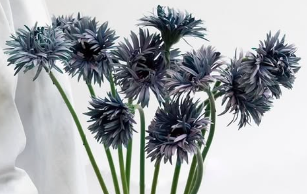 Gerbera ’Iggy mint’ 50 Seeds