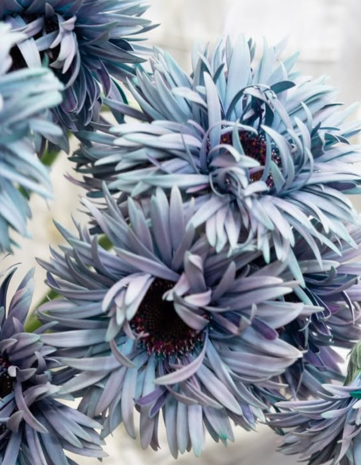 Gerbera ’Iggy mint’ 50 Seeds