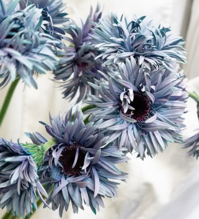 Gerbera ’Iggy mint’ 50 Seeds