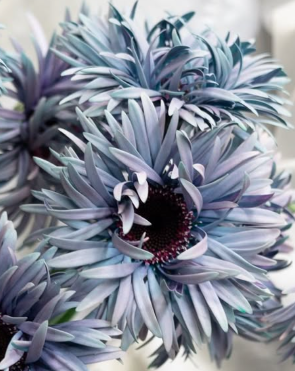 Gerbera ’Iggy mint’ 50 Seeds