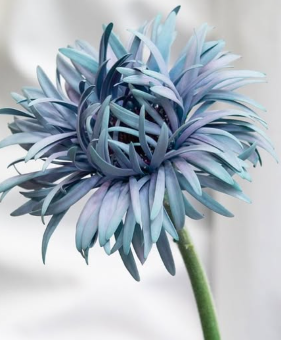 Gerbera ’Iggy mint’ 50 Seeds