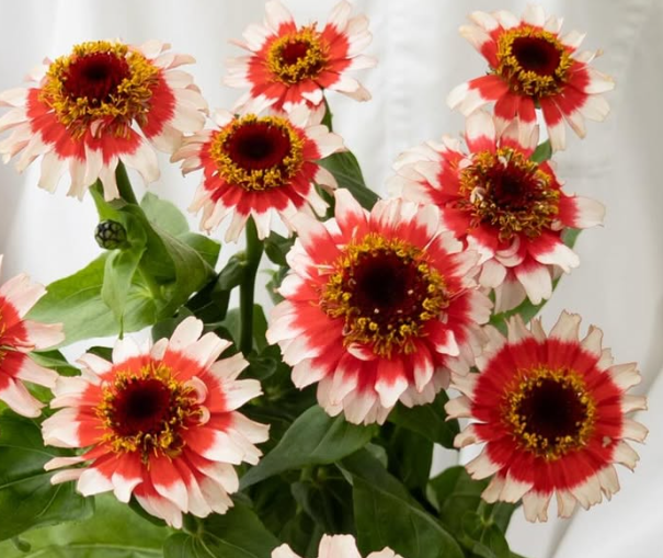 Zinnia elegans ’Cinderella Fizz’ 50 Seeds