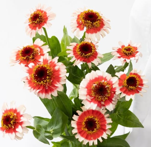 Zinnia elegans ’Cinderella Fizz’ 50 Seeds