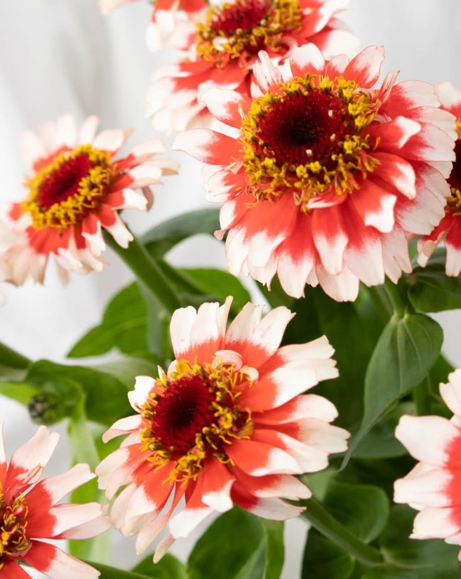 Zinnia elegans ’Cinderella Fizz’ 50 Seeds