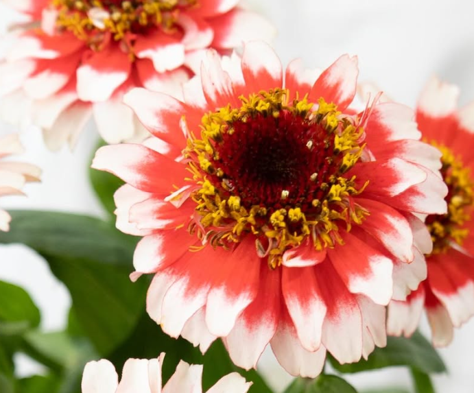 Zinnia elegans ’Cinderella Fizz’ 50 Seeds