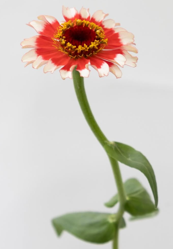 Zinnia elegans ’Cinderella Fizz’ 50 Seeds