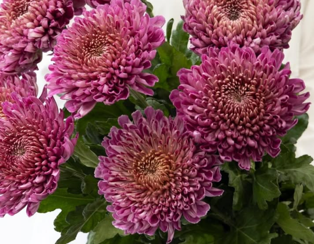 Chrysanthemum morifolium ’Pianissimo’ 100 Seeds