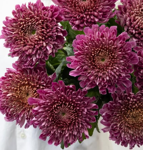 Chrysanthemum morifolium ’Pianissimo’ 100 Seeds