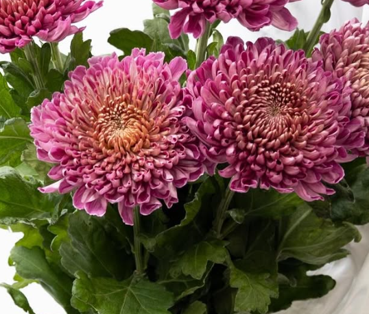 Chrysanthemum morifolium ’Pianissimo’ 100 Seeds