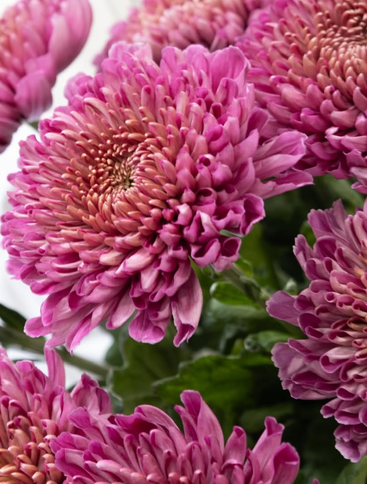 Chrysanthemum morifolium ’Pianissimo’ 100 Seeds
