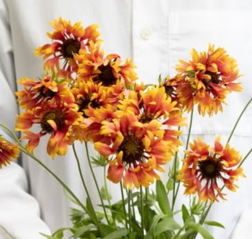 Gaillardia aristata ’Juicy red hat’ 60 Seeds