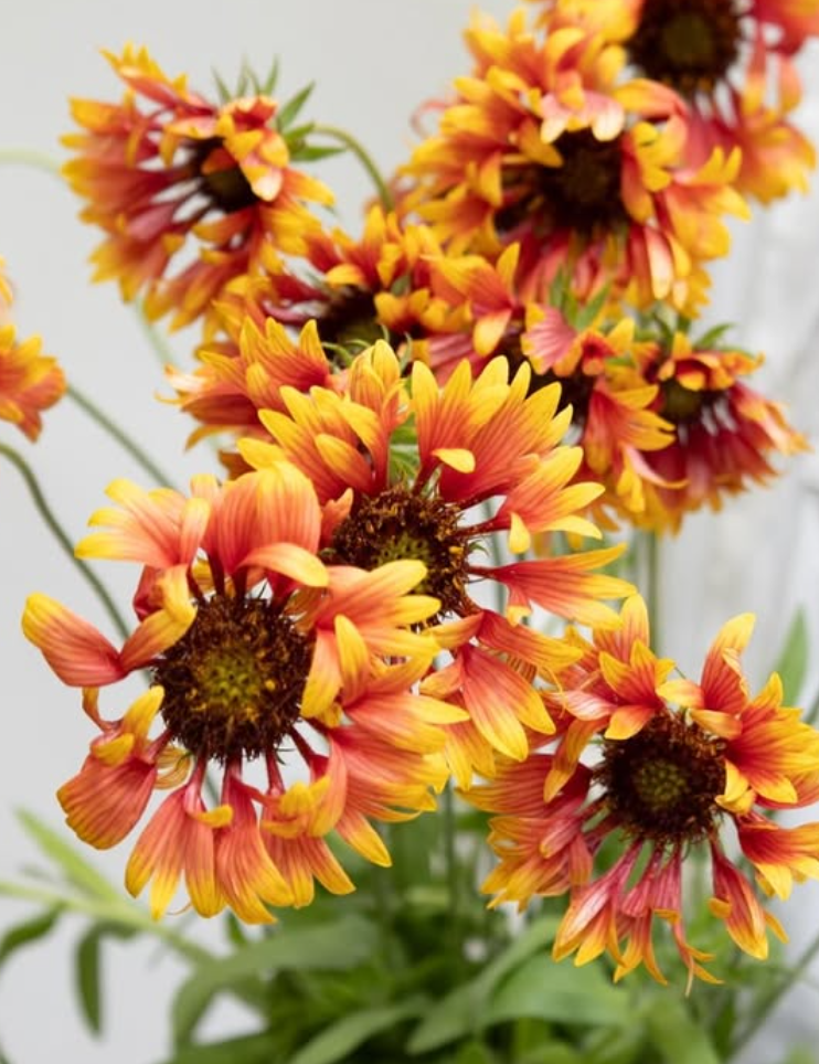 Gaillardia aristata ’Juicy red hat’ 60 Seeds