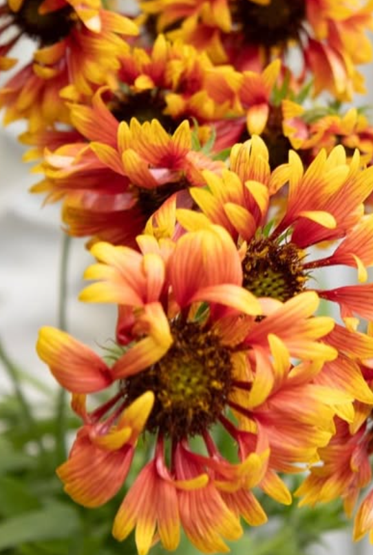 Gaillardia aristata ’Juicy red hat’ 60 Seeds