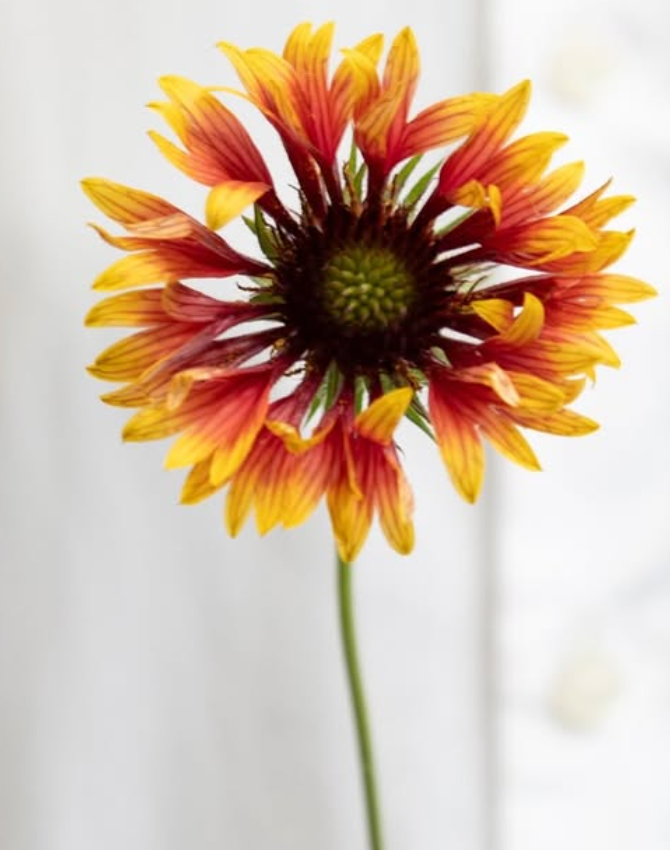 Gaillardia aristata ’Juicy red hat’ 60 Seeds