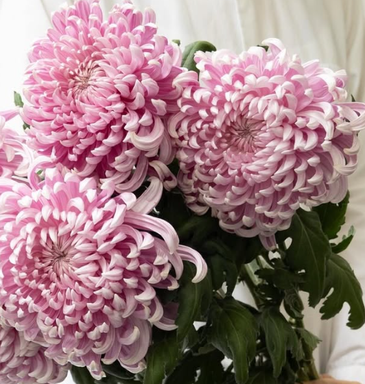 Chrysanthemum morifolium ’Momo oiran’ 100 Seeds