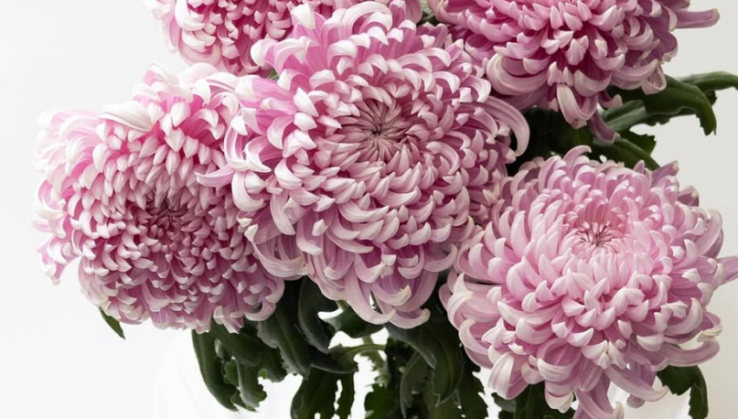 Chrysanthemum morifolium ’Momo oiran’ 100 Seeds