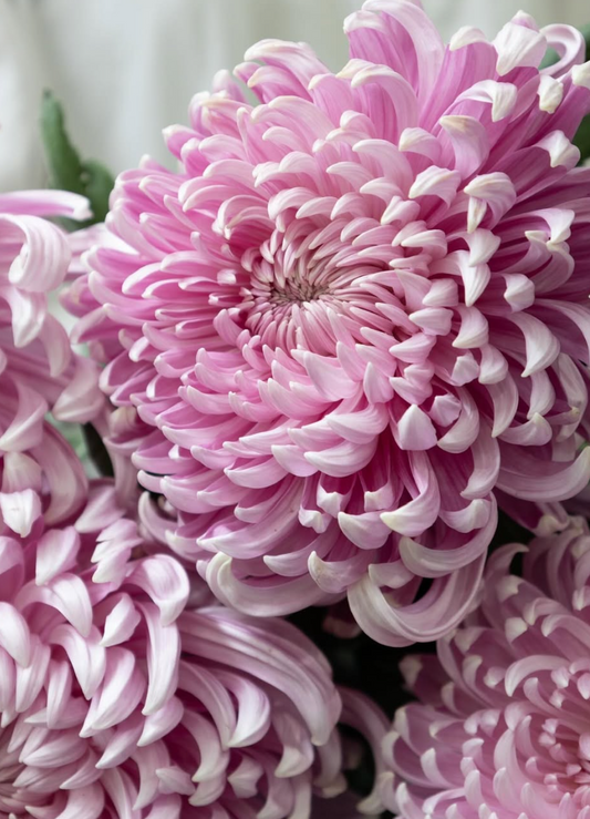 Chrysanthemum morifolium ’Momo oiran’ 100 Seeds